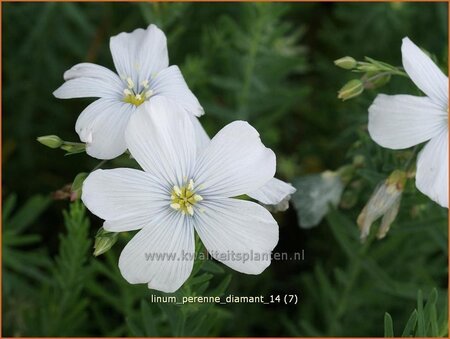 Linum perenne &#39;Diamant&#39;