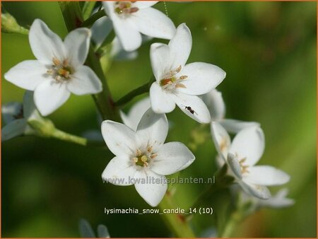 Lysimachia &#39;Snow Candle&#39;