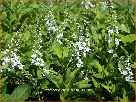 Lysimachia &#39;Snow Candle&#39;