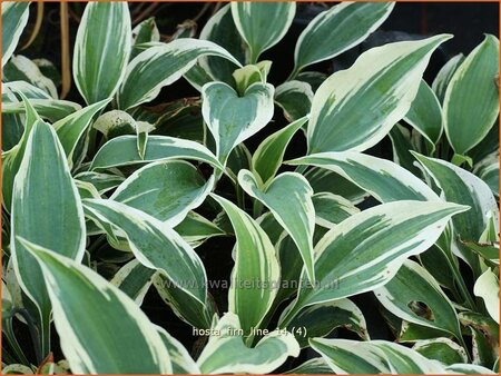 Hosta &#39;Firn Line&#39;