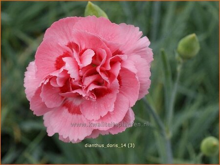 Dianthus 'Doris'