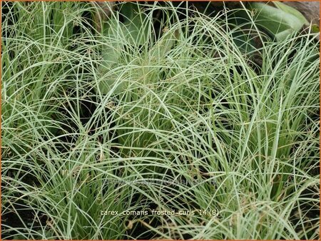 Carex comans &#39;Frosted Curls&#39;