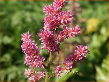 Astilbe chinensis &#39;Little Vision Pink&#39;