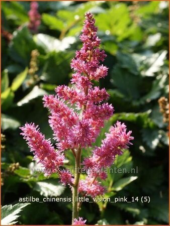Astilbe chinensis &#39;Little Vision Pink&#39;