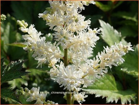 Astilbe chinensis &#39;Vision in White&#39;