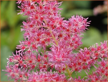 Astilbe &#39;Rheinland&#39;