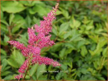 Astilbe &#39;Rheinland&#39;