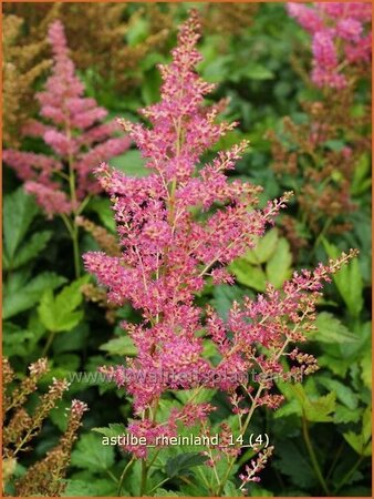 Astilbe &#39;Rheinland&#39;