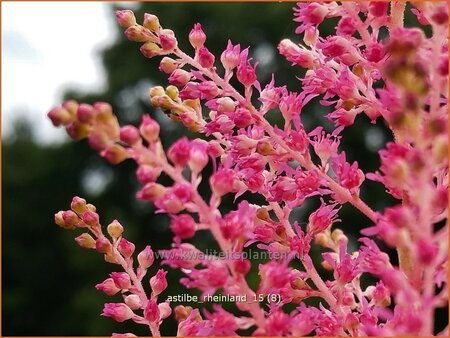 Astilbe &#39;Rheinland&#39;