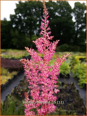 Astilbe &#39;Rheinland&#39;