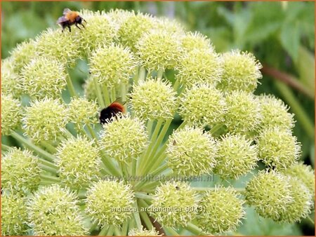 Angelica archangelica