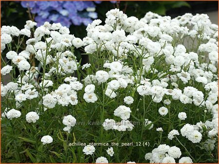 Achillea ptarmica &#39;The Pearl&#39;