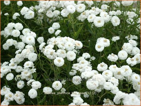 Achillea ptarmica &#39;The Pearl&#39;