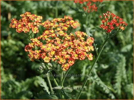 Achillea &#39;Safran&#39;