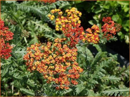 Achillea 'Safran'