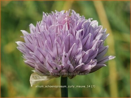 Allium schoenoprasum &#39;Curly Mauve&#39;