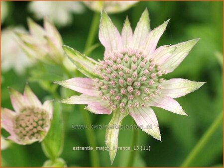 Astrantia major &#39;Florence&#39;