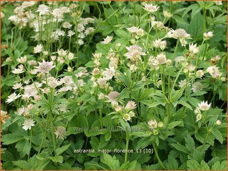 Astrantia major &#39;Florence&#39;