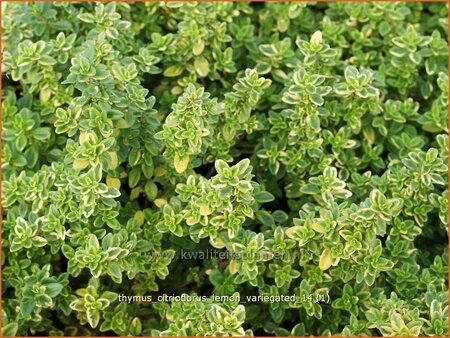 Thymus citriodorus &#39;Lemon Variegated&#39;