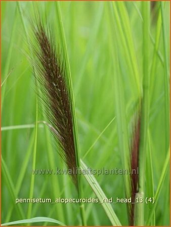 Pennisetum alopecuroides &#39;Red Head&#39;