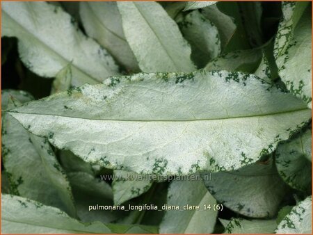 Pulmonaria longifolia &#39;Diana Clare&#39;