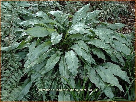 Pulmonaria longifolia &#39;Diana Clare&#39;
