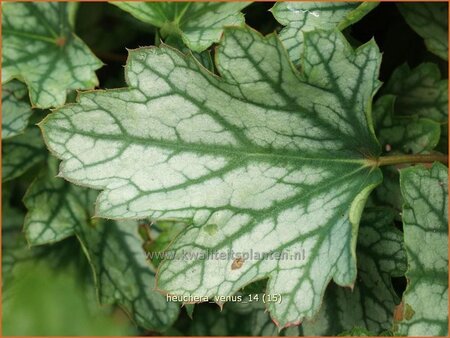 Heuchera 'Venus'