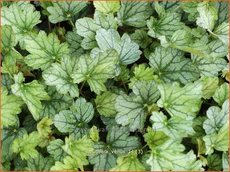 Heuchera 'Venus'