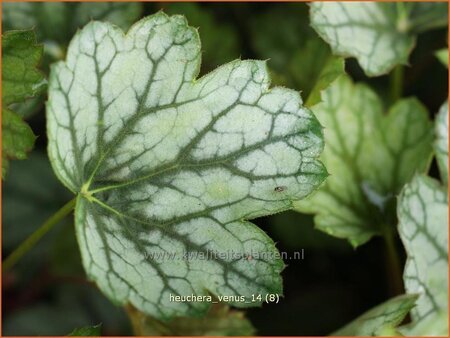 Heuchera 'Venus'