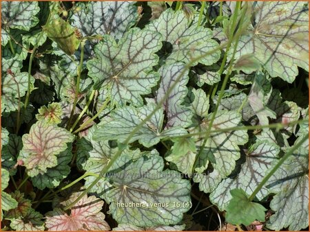 Heuchera 'Venus'