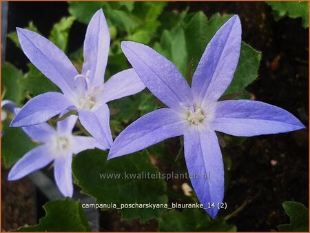 Campanula poscharskyana &#39;Blauranke&#39;