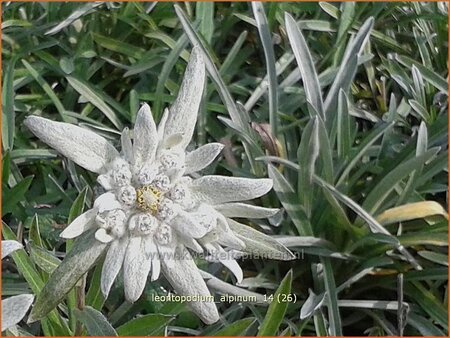 Leontopodium alpinum