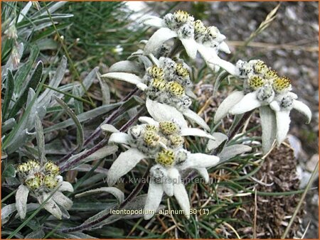 Leontopodium alpinum