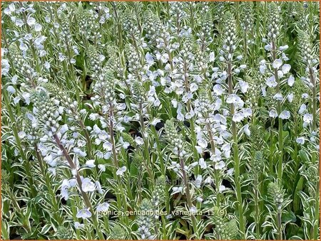 Veronica gentianoides &#39;Variegata&#39;