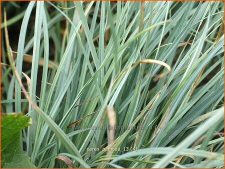 Carex panicea