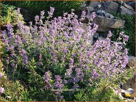 Nepeta faassenii