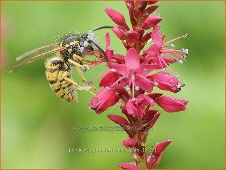 Persicaria amplexicaulis &#39;Lisan&#39;