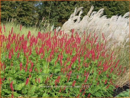 Persicaria amplexicaulis &#39;Lisan&#39;