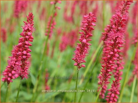 Persicaria amplexicaulis &#39;Lisan&#39;