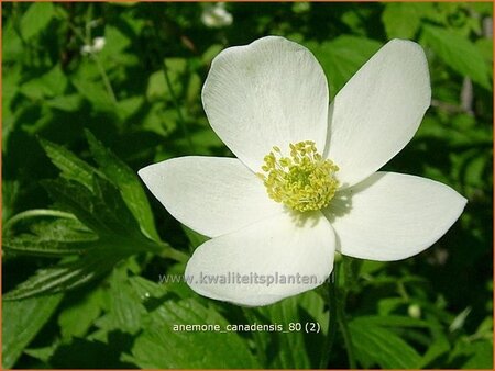 Anemone canadensis