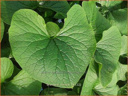 Brunnera sibirica