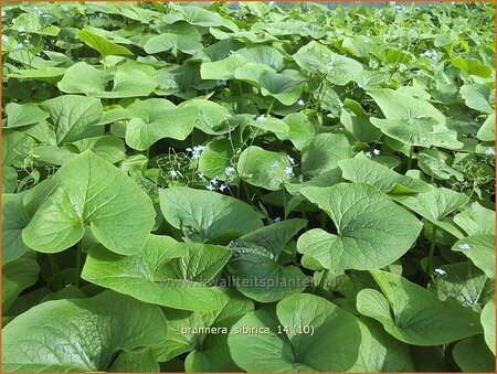 Brunnera sibirica