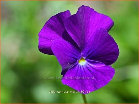 Viola cornuta &#39;Martin&#39;