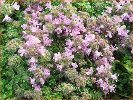 Thymus &#39;Elfin&#39;