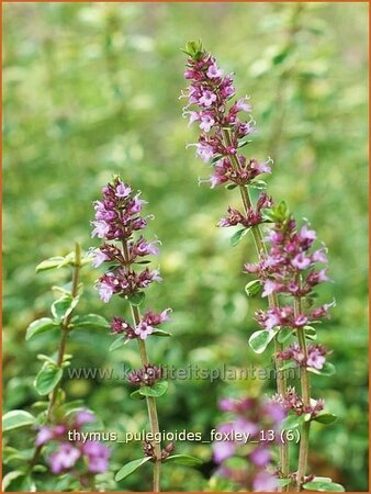 Thymus pulegioides &#39;Foxley&#39;