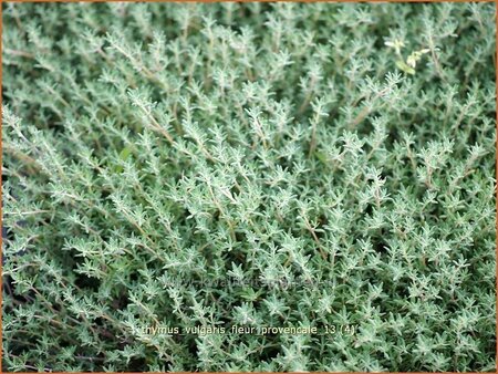 Thymus vulgaris &#39;Fleur Provencale&#39;
