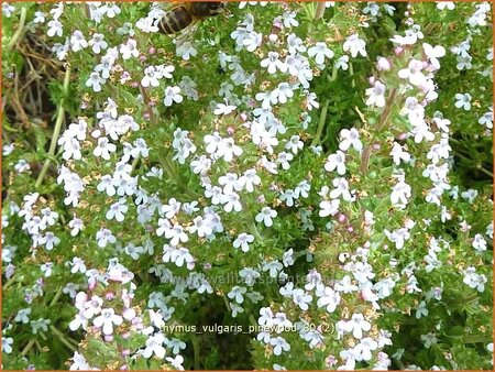 Thymus vulgaris &#39;Pinewood&#39;