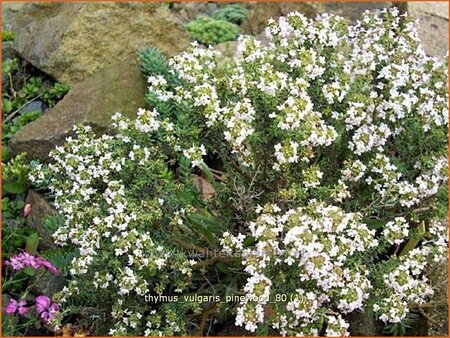Thymus vulgaris &#39;Pinewood&#39;