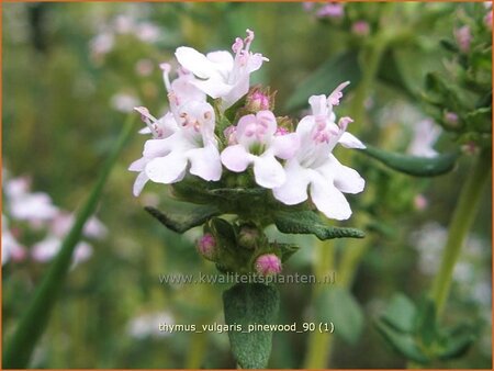 Thymus vulgaris &#39;Pinewood&#39;