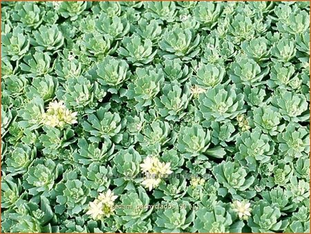 Sedum pachyclados